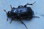 Thumbnail 359514 A