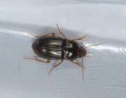 Thumbnail 359576 A