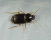 Thumbnail 359576 B