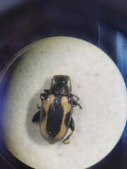 Thumbnail 359590 B
