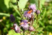 Thumbnail 359631 B
