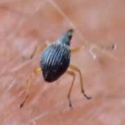 Thumbnail 359736 A