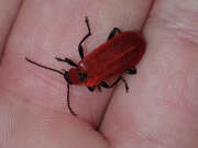 Thumbnail 359780 B