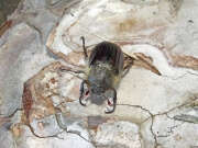 Thumbnail 359803 A