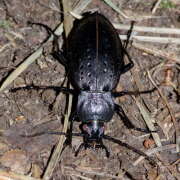 Thumbnail 359812 B