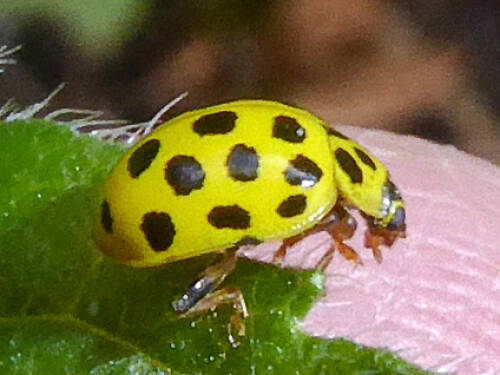 Userfoto