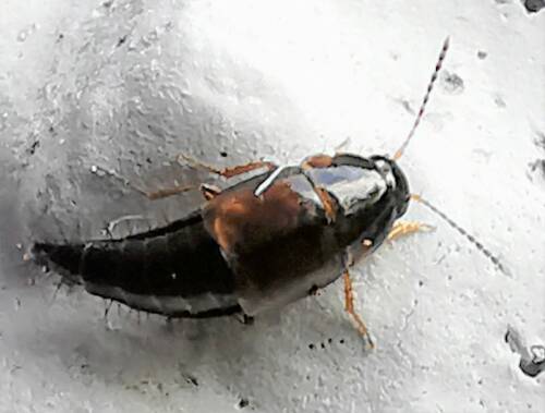 Userfoto
