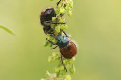 Userfoto