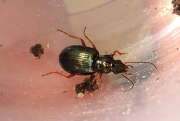 Thumbnail 360051 B