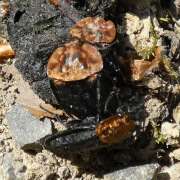 Thumbnail 360069 A
