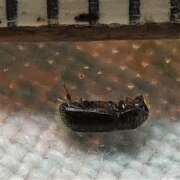 Thumbnail 360134 A