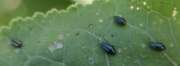 Thumbnail 360334 B