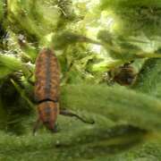 Thumbnail 360335 A