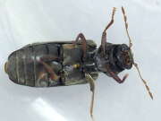 Thumbnail 360372 B