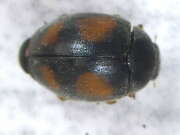 Thumbnail 360376 A