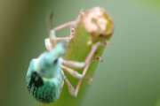 Thumbnail 360429 C