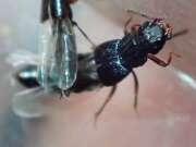 Thumbnail 360438 B