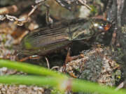 Thumbnail 360541 B
