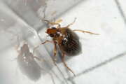 Thumbnail 360764 B