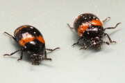 Thumbnail 360955 B