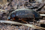 Thumbnail 361264 B