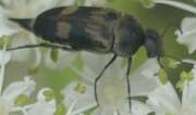 Thumbnail 361277 A
