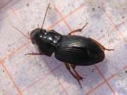 Thumbnail 361279 B