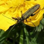 Thumbnail 361297 A