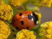 Thumbnail 361311 A