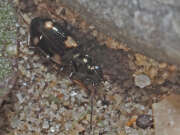Thumbnail 361341 A