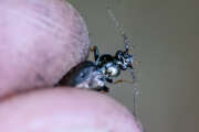 Thumbnail 361443 B