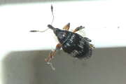 Thumbnail 361454 A
