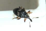 Thumbnail 361454 B