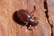 Thumbnail 361457 B