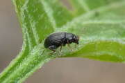 Thumbnail 361459 B