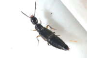 Thumbnail 361467 B