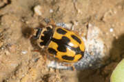 Thumbnail 361497 A