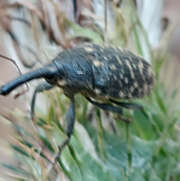 Thumbnail 361553 A