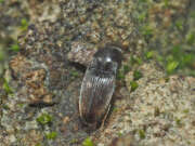 Thumbnail 361634 A