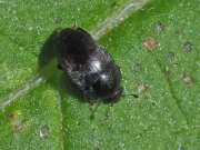 Thumbnail 361635 A