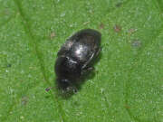 Thumbnail 361635 B