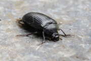 Thumbnail 361641 B