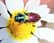 Thumbnail 361645 A