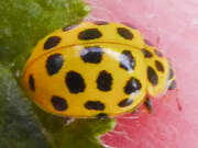 Thumbnail 361668 B