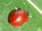 Thumbnail 361673 B