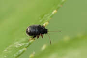 Thumbnail 361685 A