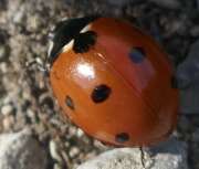 Thumbnail 361735 A