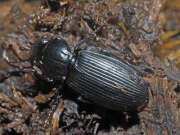 Thumbnail 361741 B