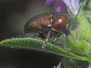 Thumbnail 361746 A