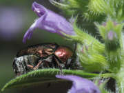 Thumbnail 361746 B